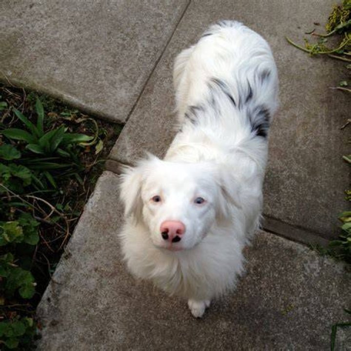 The Double Merle Dog and the Dangers of MerletoMerle Breeding