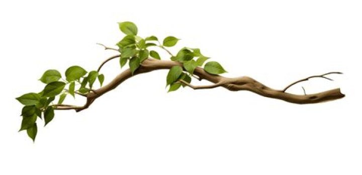 The &lsquo;Sun line&rsquo; Branch