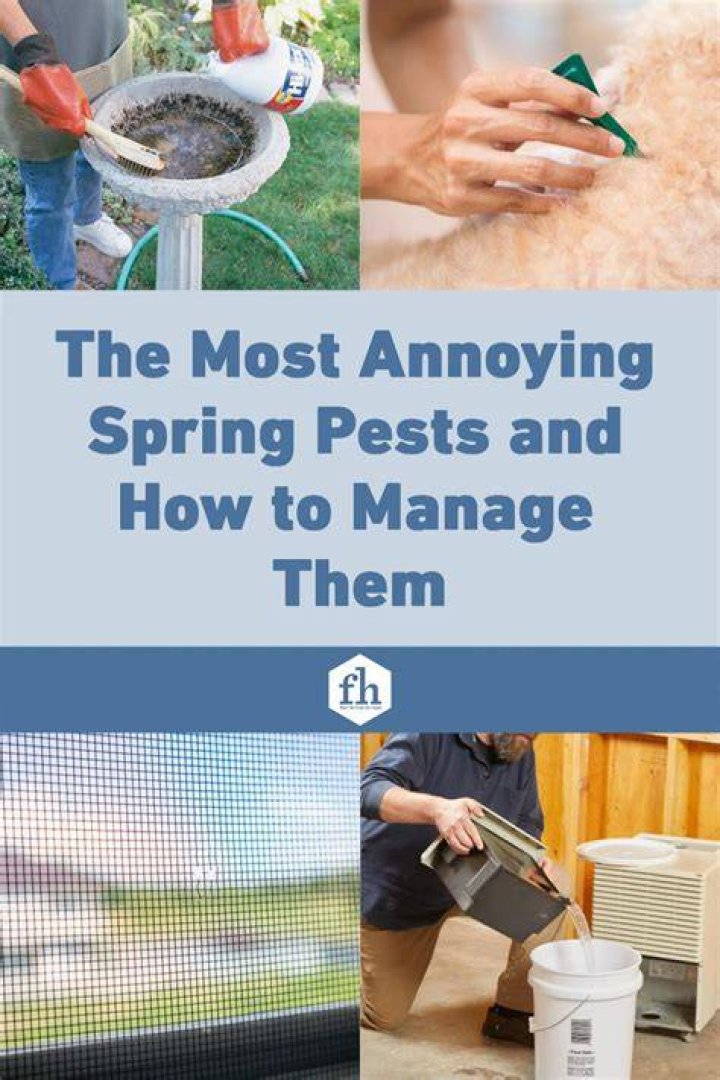 The Most Annoying Spring Pests and How to Manage Them