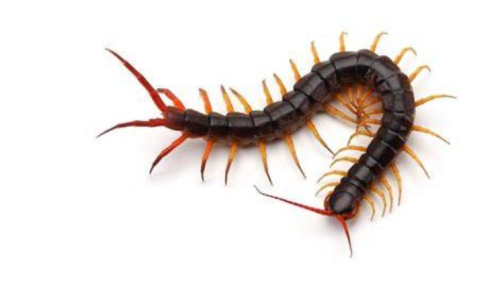 The Real Reason You're Dreaming About Bugs During The Pandemic