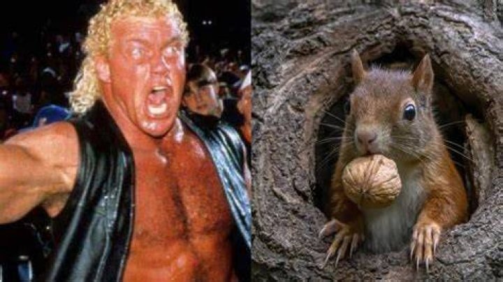 The Ridiculous Story Of Sid Vicious Being Bitten By A Squirrel, Explained