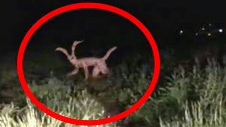 The Scariest Creatures: Unveiling The Most Terrifying Beings On Earth