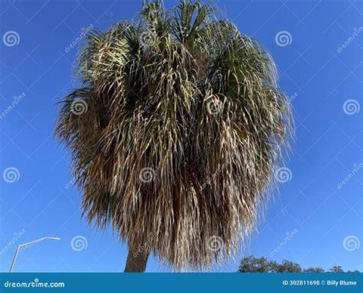 The Shaggy Palm Tree Fine attractive thin hair for every age ponytail