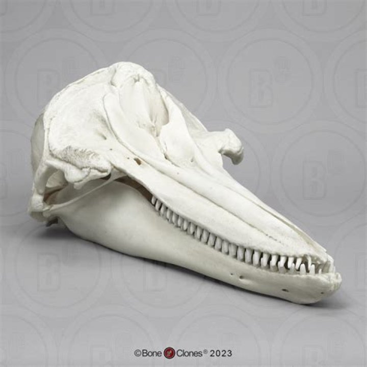 The skull of the dolphin species – named Nihohae matakoi - had been incredibly well preserved within fallen rock in the recently designated UNESCO Waitaki Whitestone Geopark in Otago. Photo / Supplied