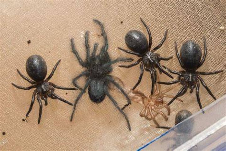 The spiderlings have started moulting, to reveal fuzzy new exoskeletons. Photo / Wellington Zoo
