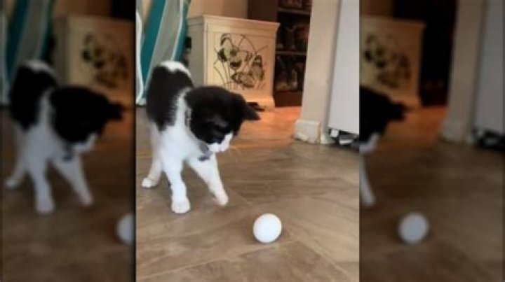 The Weird Reason People Are Filming Their Cats With Eggs