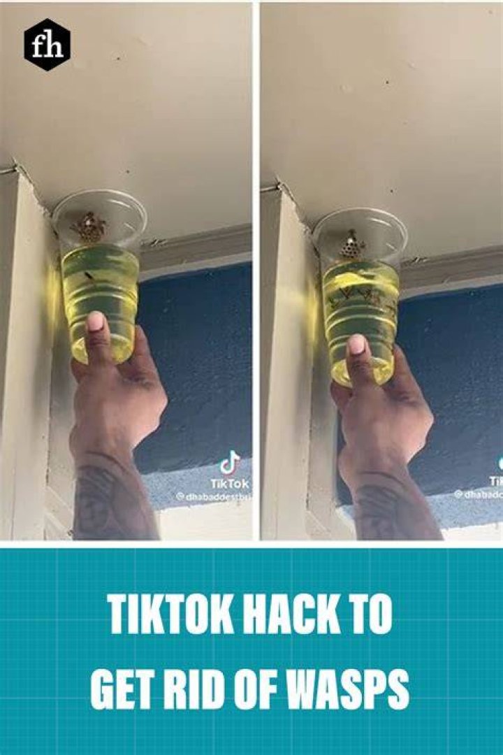 This TikTok Hack Promises to Get Rid of Wasps, But Is It Actually Safe?
