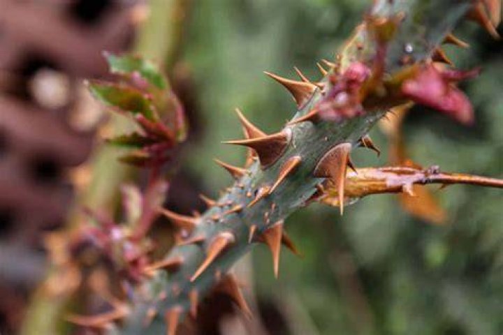 Thorn