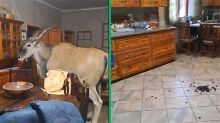 TikTok Video Shows Eland Antelope Visiting Woman As It Poops in Her Kitchen and Refuses to Leave