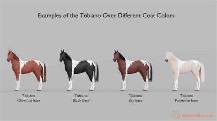 tobiano horse