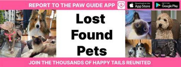 Toledo Lost And Found Pets: A Comprehensive Guide To Reuniting Pets With Their Owners