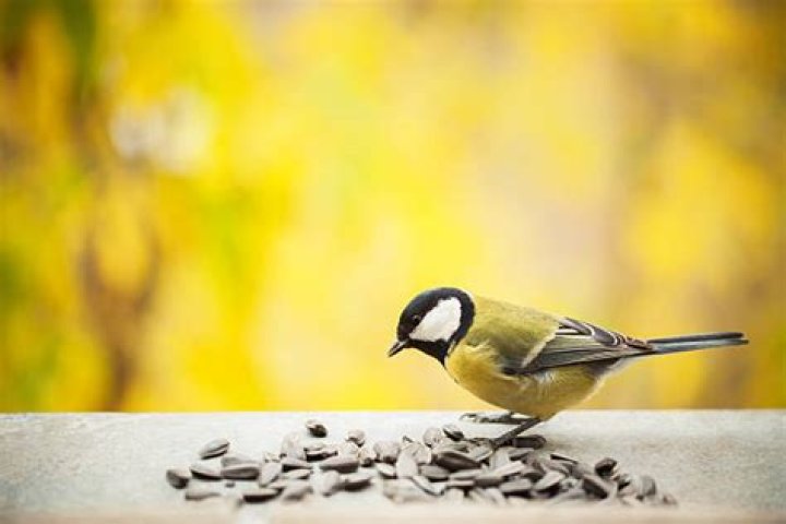 Tomtit eating sunflower seeds with copy space