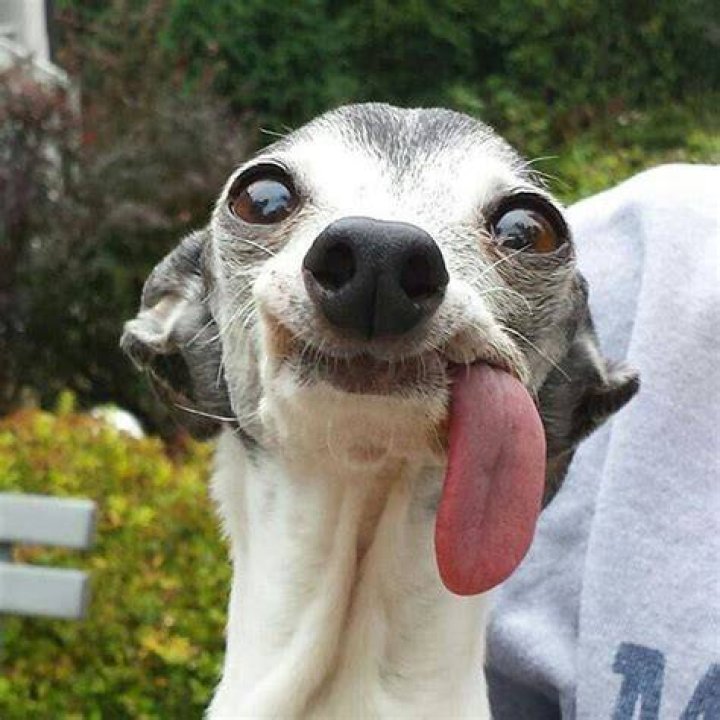 Toothless and beautiful Funny dog pictures, Ugly dogs, Ugly animals