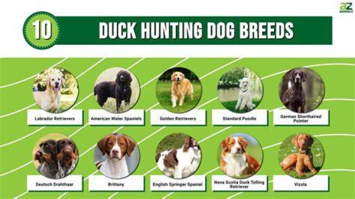 Top 10 Duck Hunting Dog Breeds (With Pictures)