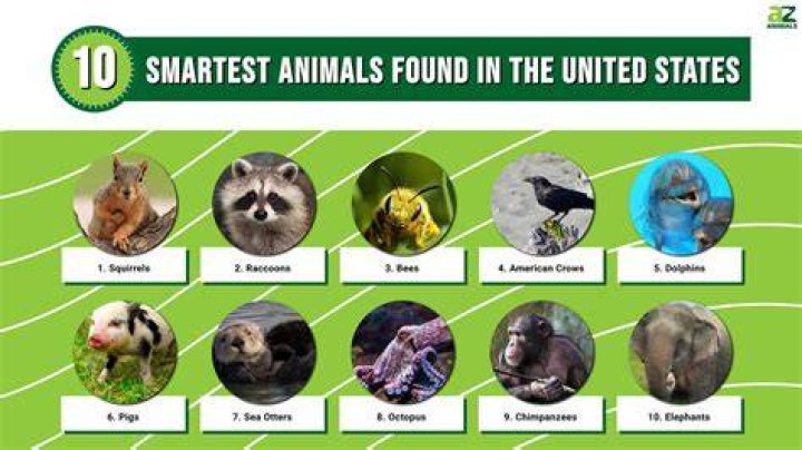 Top 10 Most Intelligent Animals