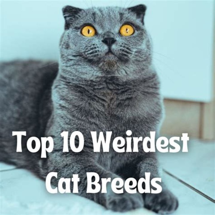 Top 5 weirdest-looking cat breeds