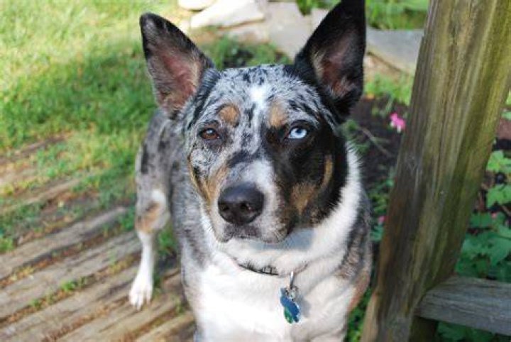 tri merle koolie