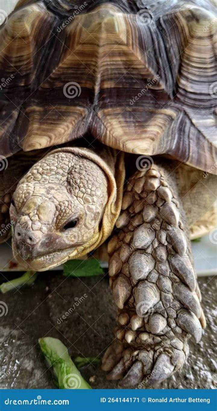 Turtle Eating Kale