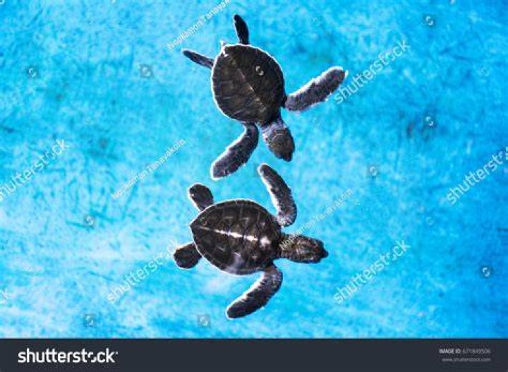 two baby water green turtles play in an aquarium on a rock