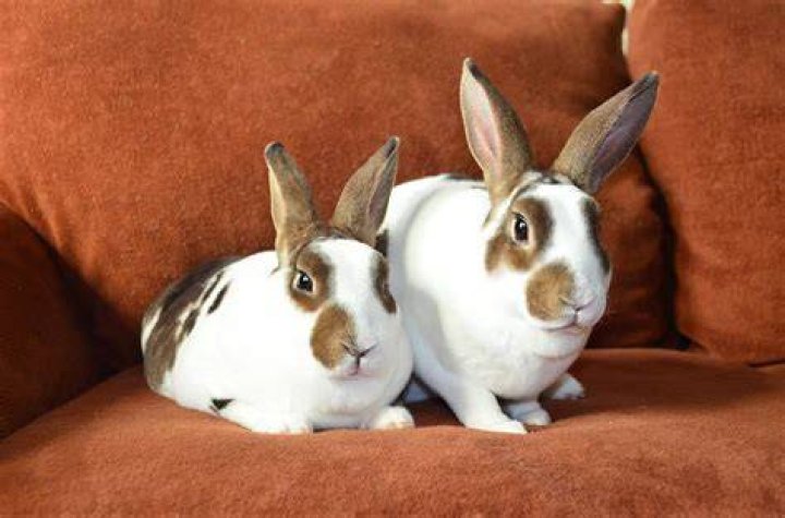 two broken rex rabbits