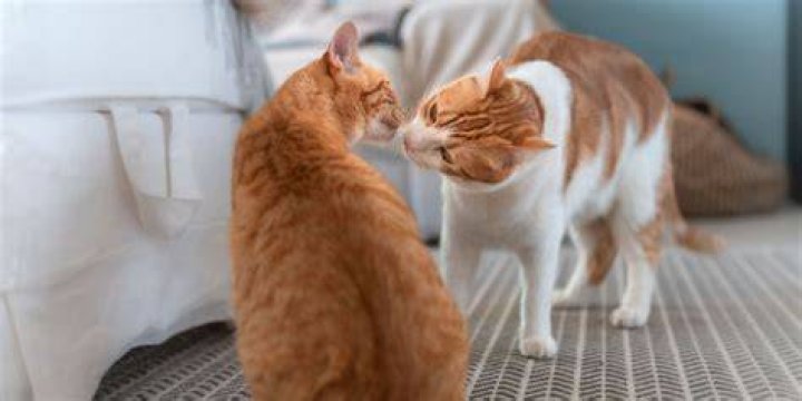 two cats sniffing the litter box