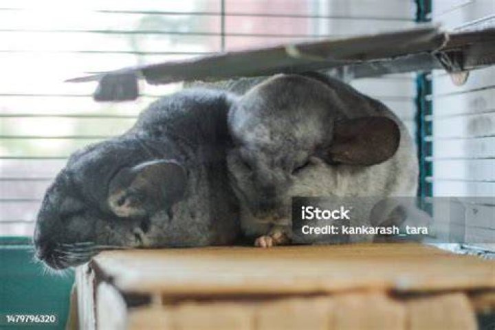 two chinchillas sleeping