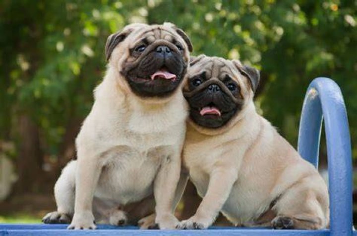 two fawn pugs