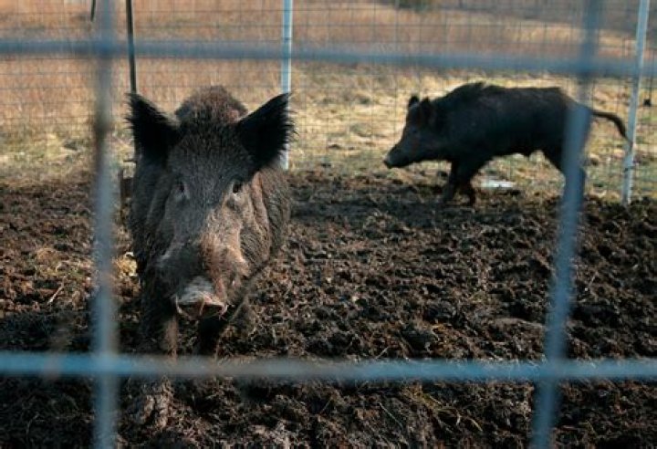 Two feral hogs are caught in a trap on a farm in rural Washington County. Photo / AP