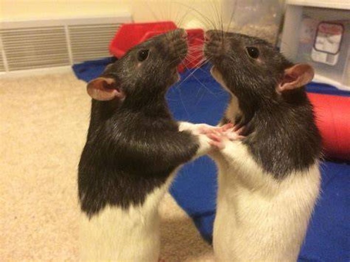 Two funny pet rats and a toy house