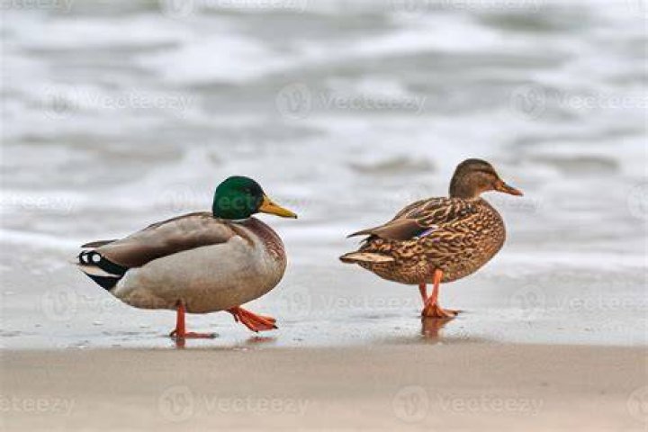 Two mallard ducks walking in the sand