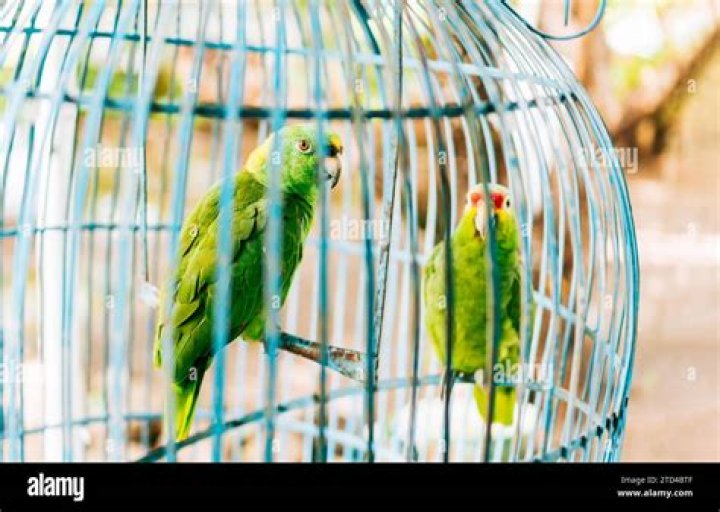Two Parrots in a Cage