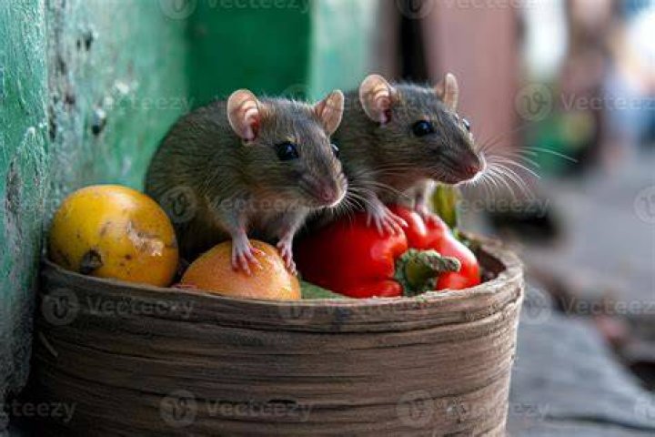 Two rats eating pumpkin