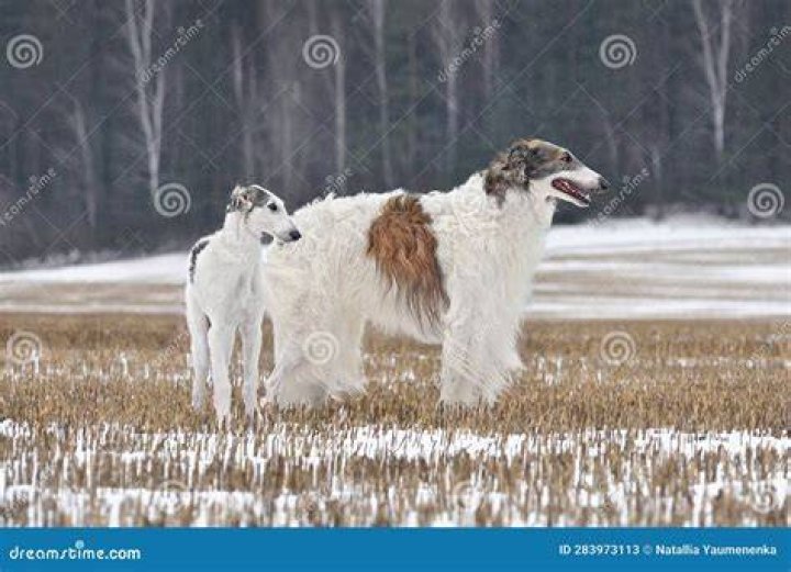 Two Russian Borzoi dogs in the snow