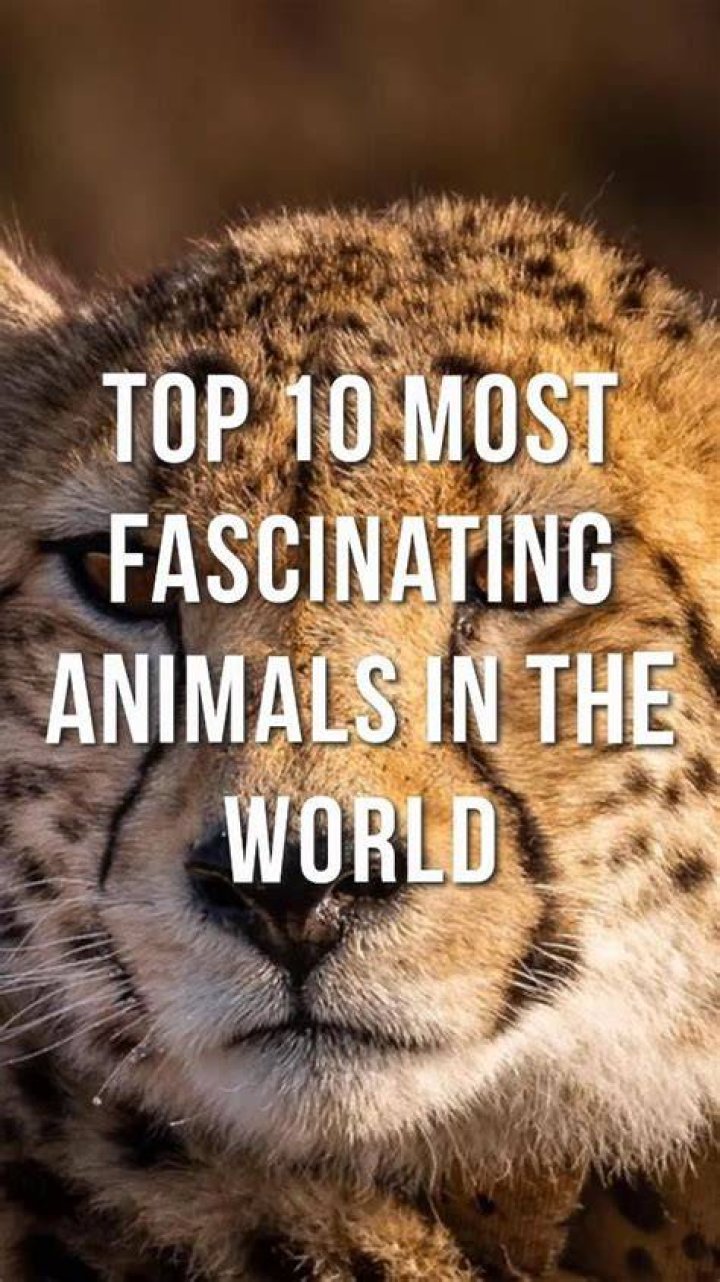 Understanding The Fascinating World Of Animal E