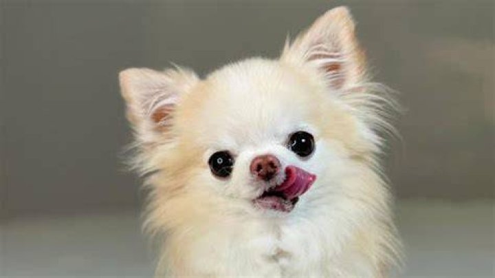 Understanding Toothless Dogs: Care, Challenges, And Love