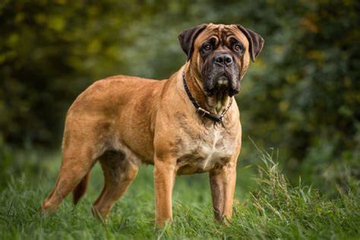 Understanding Wrinkly Kong: The Unique Breed And Its Characteristics