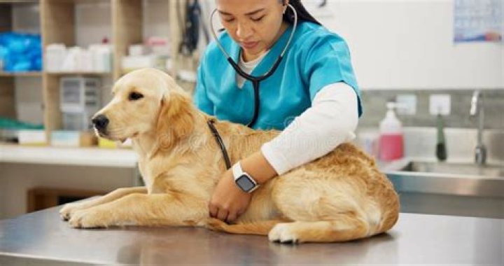 vet checking dog's eyes