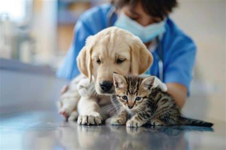 vet examining cat and dog