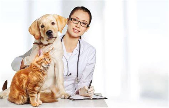 Vet's Best Waterless Cat Bath