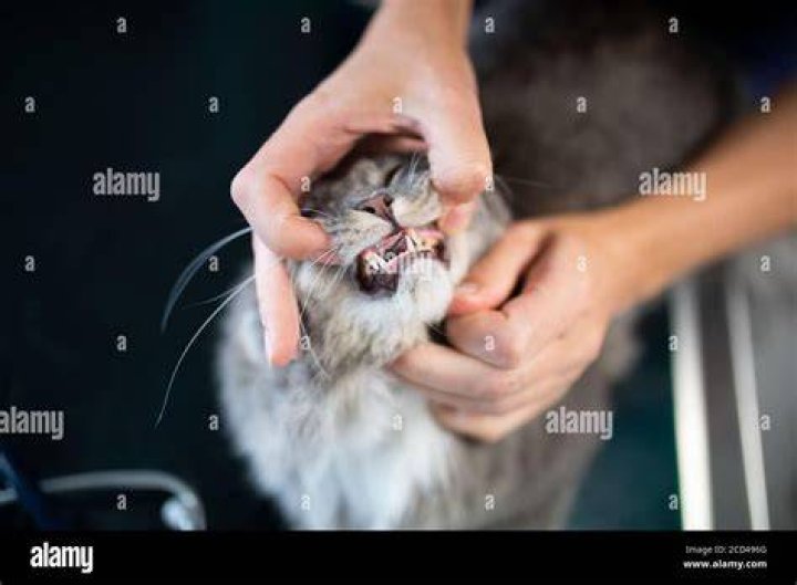 veterinarian opening maine coon cat's mouth