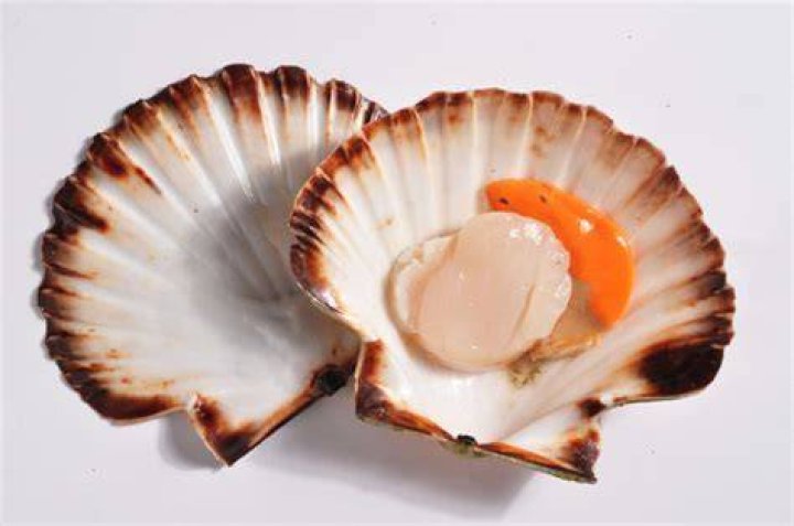 vieiras