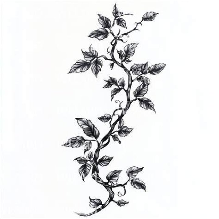 Vine Tattoos Designs, Ideas and Meaning Tattoos For You