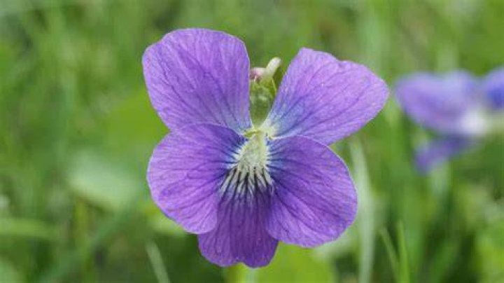 Violet, Flower, Plant, Wildflower, Porcelain, Drinkware, Iris, Paper product, Morning glory, Violet family, 
