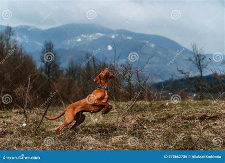Vizsla dog playing outdoor