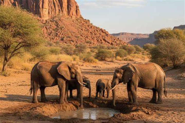 Voluntary Service: Protecting Namibia's Desert Elephants