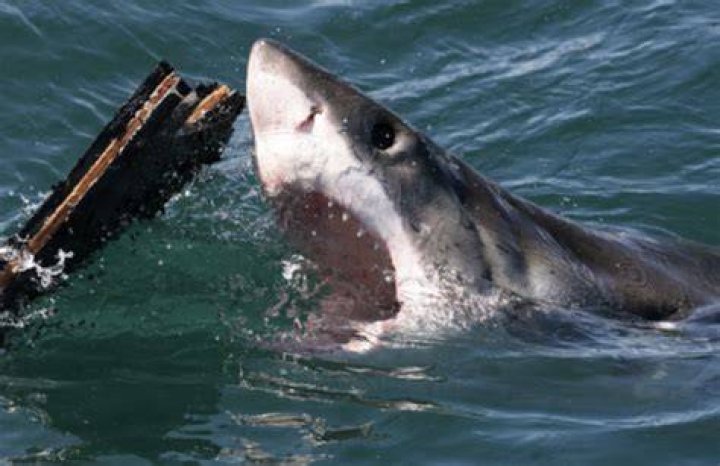 Weekday Horrors for 24-Year-Old Florida Native as Sharks Grips Amidst Swimming
Adventure