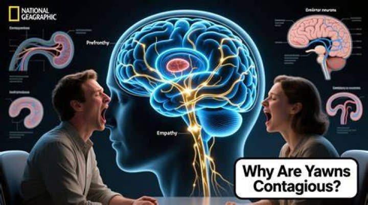 Weird Science: Why are yawns contagious?