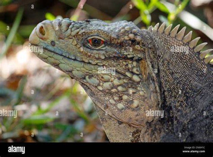West Indian Rock Iguana