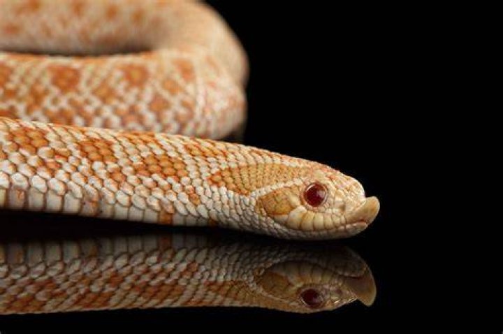 western hognose snake in nature