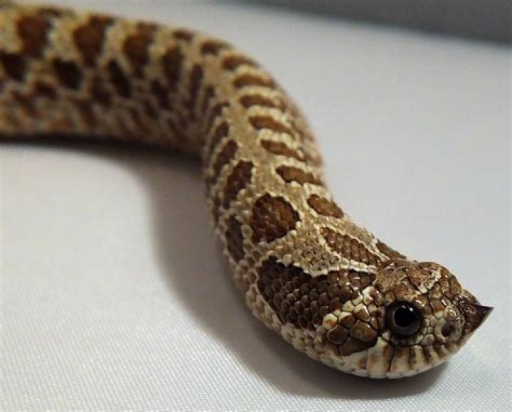 western hognose snake